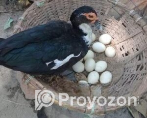 fitted-17_2025-10-26_18-21-45