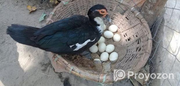 চিনা হাসের বীজ ডিম