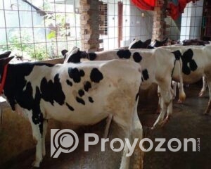 fitted-17_2025-10-27_18-52-11