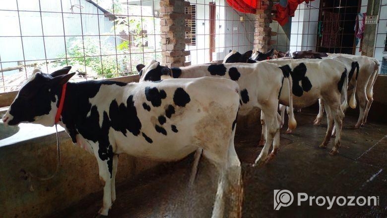 ৪৮০ নং ৫টি বকনা লটে কিনুন অল্প দামে।