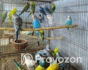 fitted-17_2025-10-28_22-12-00