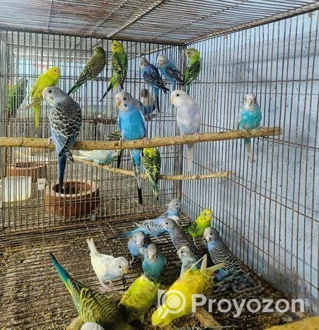 বাজরিগার পাখি