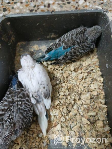 Tame Size & Cockatel Baby, Conure Lovebird Pair