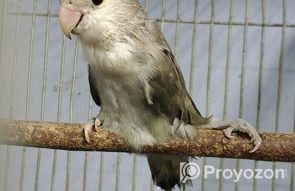 লাভবার্ড ফিমেইল