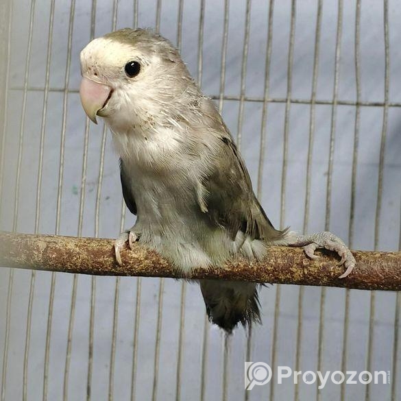 লাভবার্ড ফিমেইল