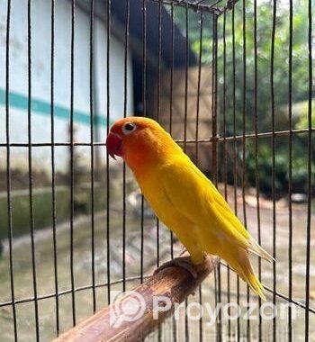 ইয়েলো ফিসার লাভবার্ডস মেইল