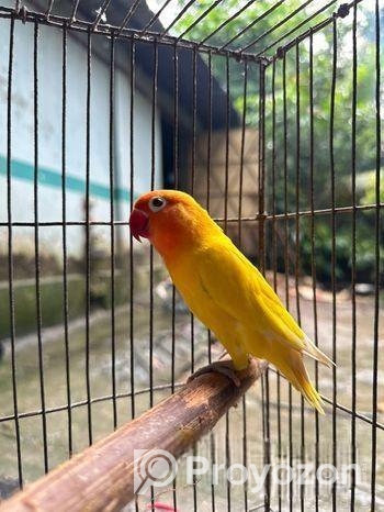 ইয়েলো ফিসার লাভবার্ডস মেইল