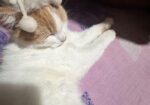 Persian And American Shorthair Cat Er Mixed