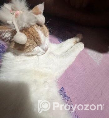 Persian And American Shorthair Cat Er Mixed