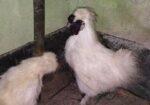 Silky Murgi Running Pair