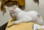 Cat For Adoption