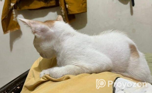 Cat For Adoption