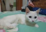 Female Persian cat