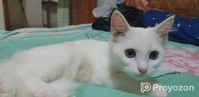 Female Persian cat