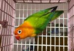 Female Love Bird Green Fisher Opaline