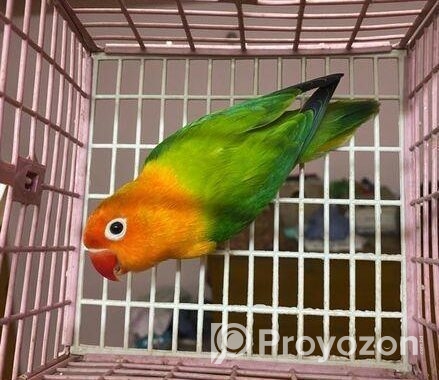 Female Love Bird Green Fisher Opaline