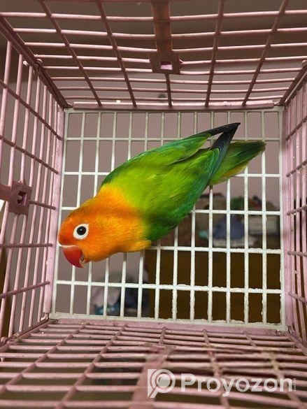Female Love Bird Green Fisher Opaline