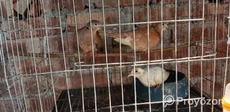 চার জোড়া অস্ট্রেলিয়ান ঘুঘু পাখি ড্রিম বাচ্চা ও খাচা সহ বিক্রি হ