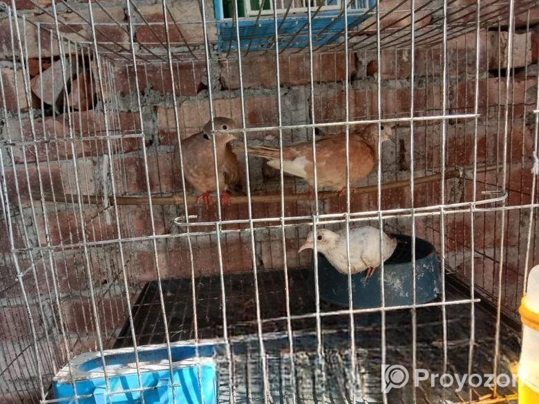 চার জোড়া অস্ট্রেলিয়ান ঘুঘু পাখি ড্রিম বাচ্চা ও খাচা সহ বিক্রি হ