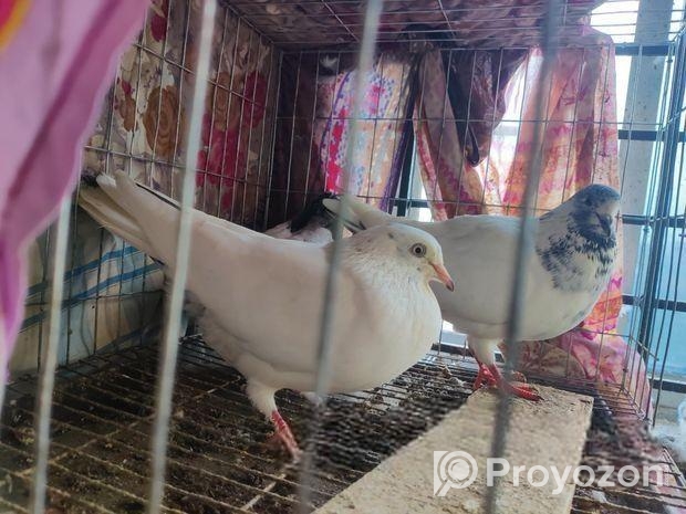 শেয়ালকুটি কবুতর