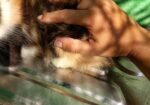Persian High Quality Mix Calico Female