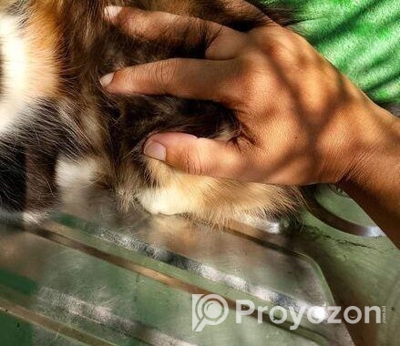Persian High Quality Mix Calico Female
