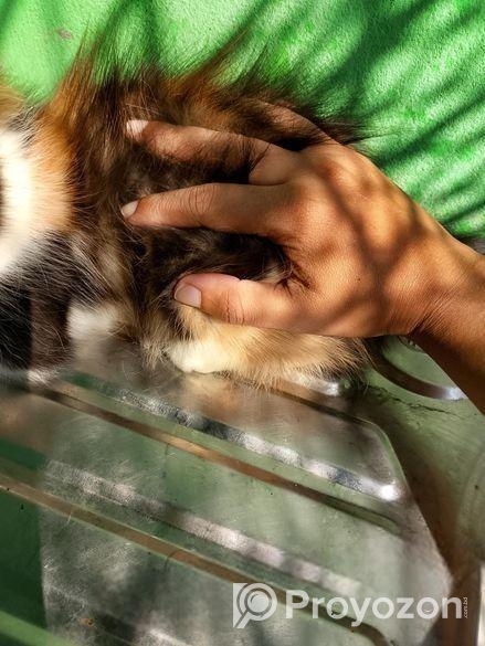 Persian High Quality Mix Calico Female