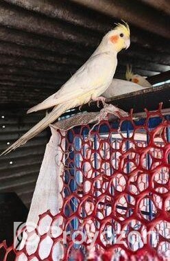 কোকাটেল পাখি