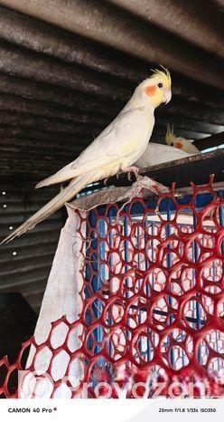 কোকাটেল পাখি