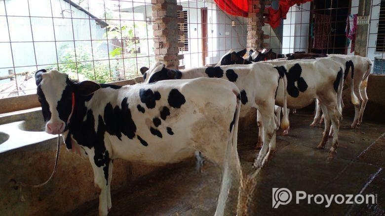 ৪৮০ নং ৫টি বকনা লটে কিনুন অল্প দামে।