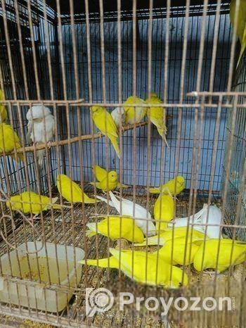 লোটিনো & এলভিনো রেড আই বাজরিগার