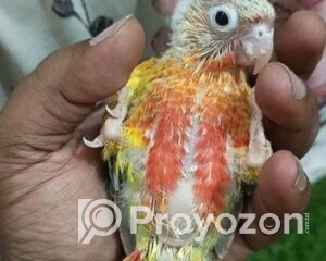 fitted-18_2025-10-29_10-32-33