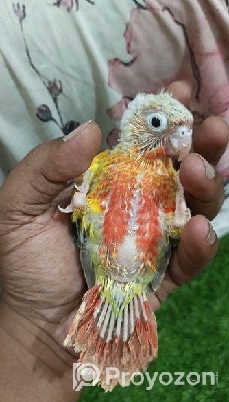 Tame Size & Cockatel Baby, Conure Lovebird Pair