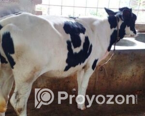 fitted-18_2025-10-29_17-58-09