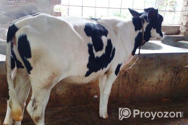 ৫৪৩নং বকনা বাছুর উন্নত জাতের।