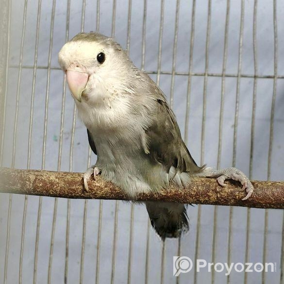 লাভবার্ড ফিমেইল