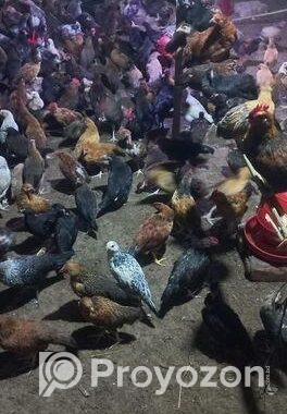 দেশি মুরগি সেল করা হবে
