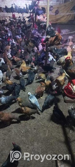 দেশি মুরগি সেল করা হবে