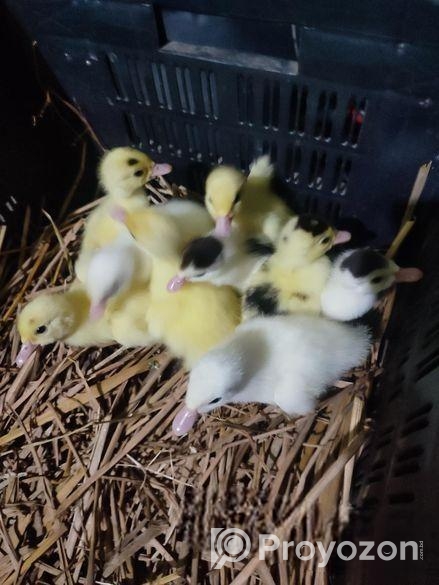 চিনা হাঁসের বাচ্চা