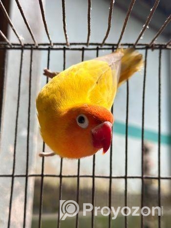 ইয়েলো ফিসার লাভবার্ডস মেইল