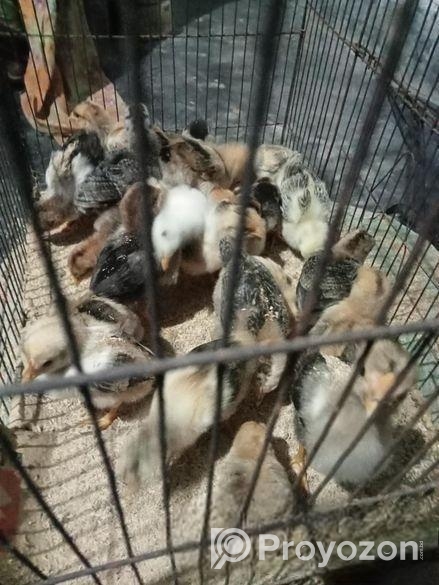 দেশি মুরগির বাচ্ছা