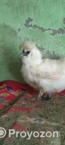 Silky Murgi Running Pair