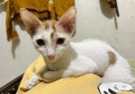 Cat For Adoption