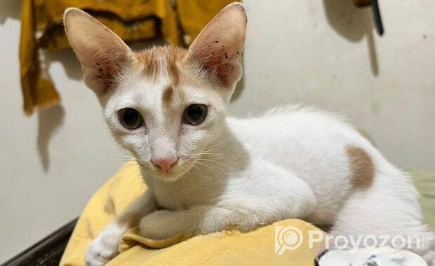Cat For Adoption
