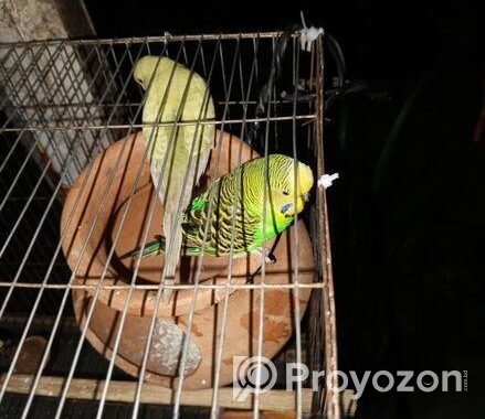 দুটি ক্লাসিক বাজরিগার