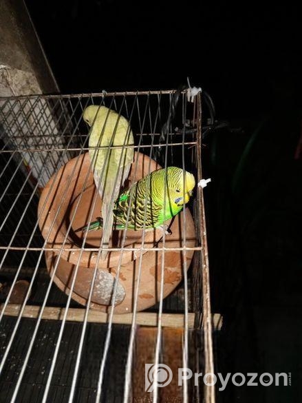 দুটি ক্লাসিক বাজরিগার