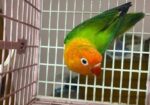Female Love Bird Green Fisher Opaline
