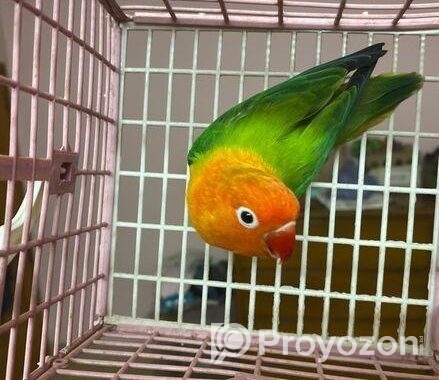 Female Love Bird Green Fisher Opaline