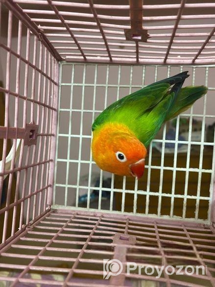 Female Love Bird Green Fisher Opaline