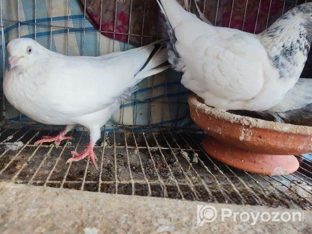 শেয়ালকুটি কবুতর